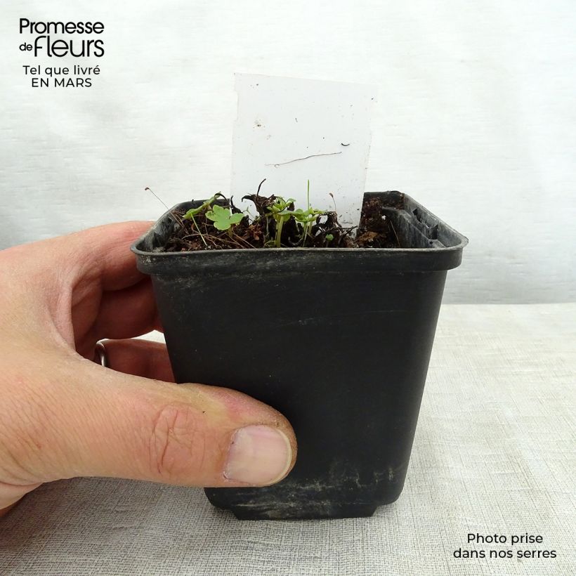 Saxifraga fortunei Sugar Plum Fairy - Saxífraga Maceta de 8/9 cm Ejemplar entregado en la primavera