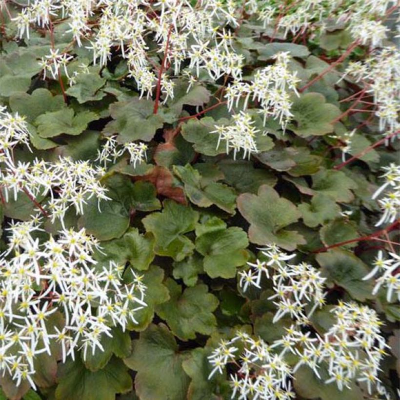 Saxifraga fortunei Wada - Saxífraga (Follaje)