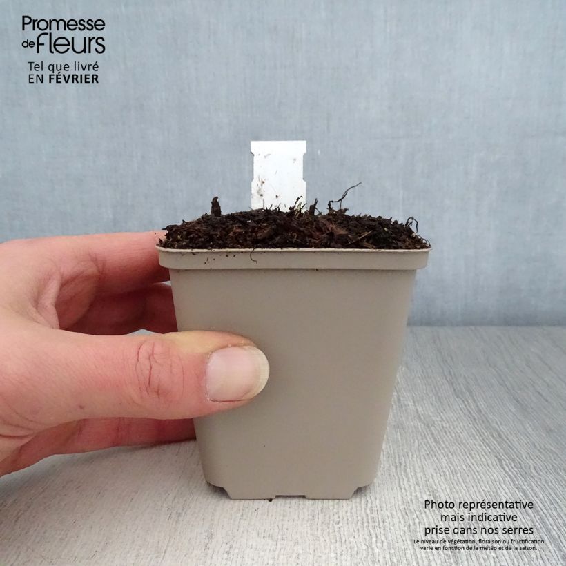 Saxifraga fortunei Wada - Saxífraga Maceta de 8/9 cm Ejemplar entregado en invierno