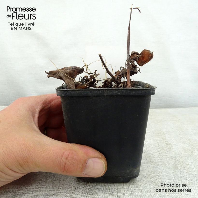 Saxifraga fortunei Wada - Saxífraga Maceta de 8/9 cm Ejemplar entregado en la primavera