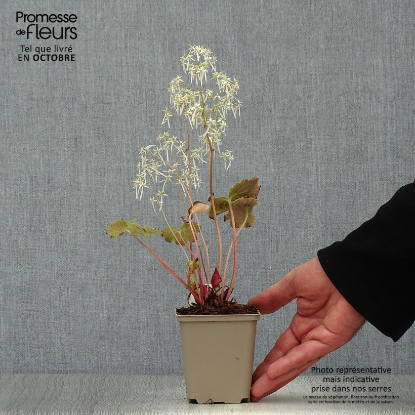Ejemplar de Saxifraga fortunei Wada - Saxífraga Maceta de 8/9 cm entregado en otoño