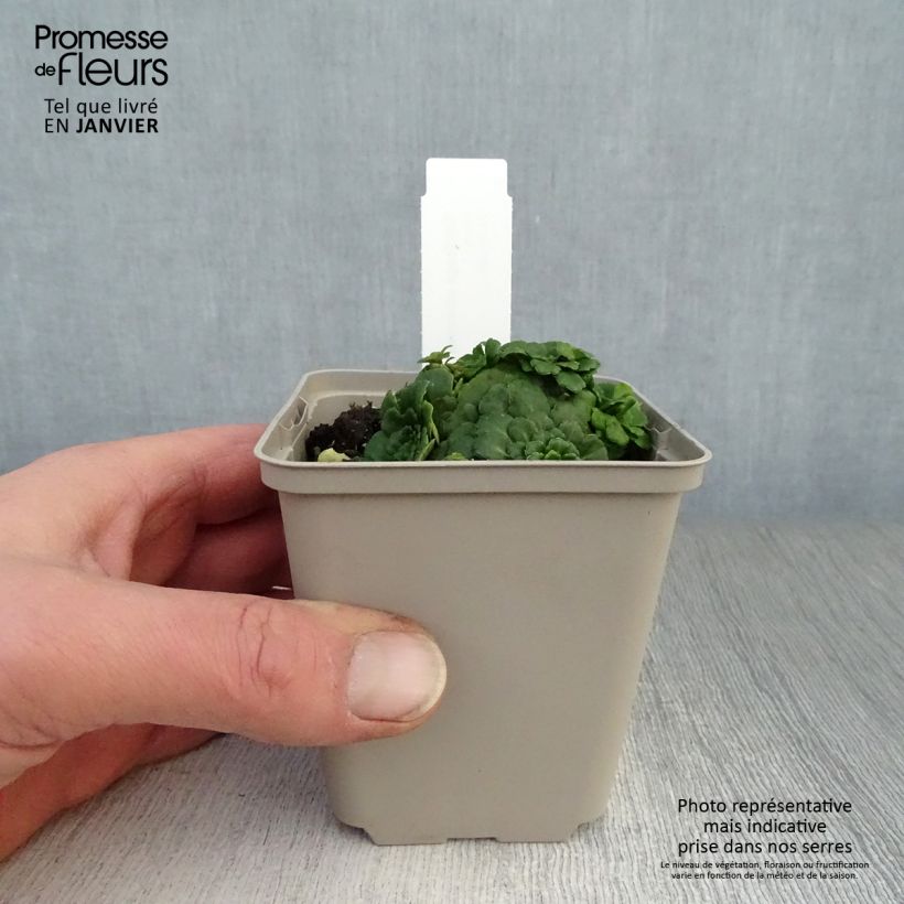 Saxifraga Clarence Elliott - Saxifraga umbrosa Maceta de 8/9 cm Ejemplar entregado en invierno