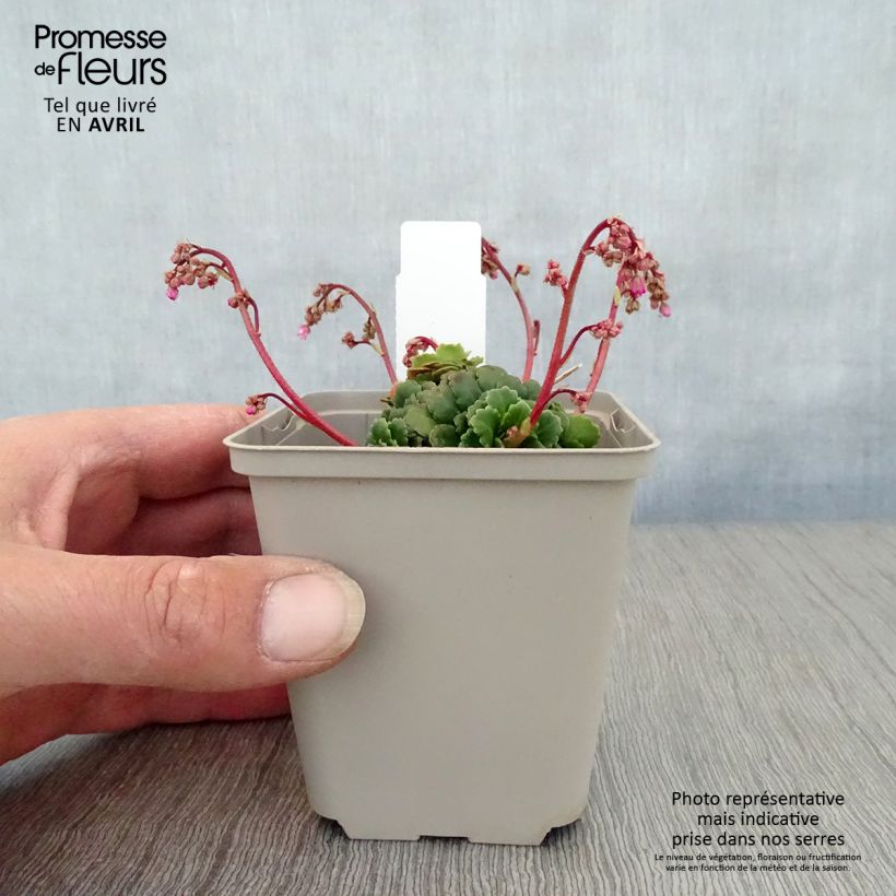 Saxifraga Clarence Elliott - Saxifraga umbrosa Maceta de 8/9 cm Ejemplar entregado en la primavera