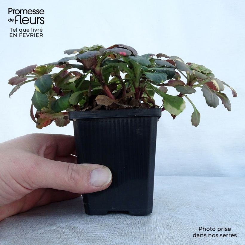 Saxifraga umbrosa Variegata - Saxífraga Maceta de 8/9 cm Ejemplar entregado en invierno