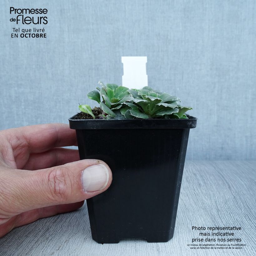 Ejemplar de Saxifraga umbrosa Variegata - Saxífraga Maceta de 8/9 cm entregado en otoño