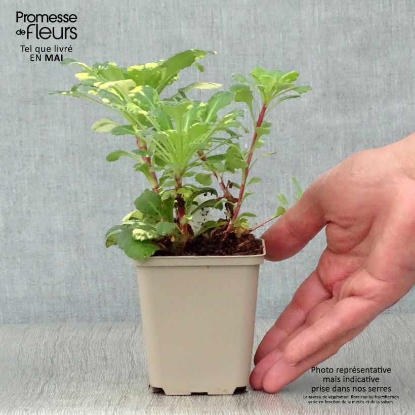 Saxifraga umbrosa Variegata - Saxífraga Maceta de 8/9 cm Ejemplar entregado en la primavera