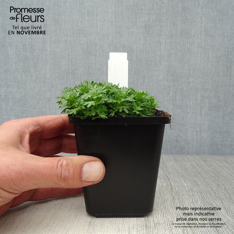 Ejemplar de Saxifraga arendsii Pixie - Saxífraga Maceta de 8/9 cm entregado en otoño
