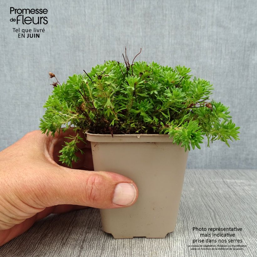 Ejemplar de Saxifraga arendsii Pixie - Saxífraga Maceta de 8/9 cm entregado en verano