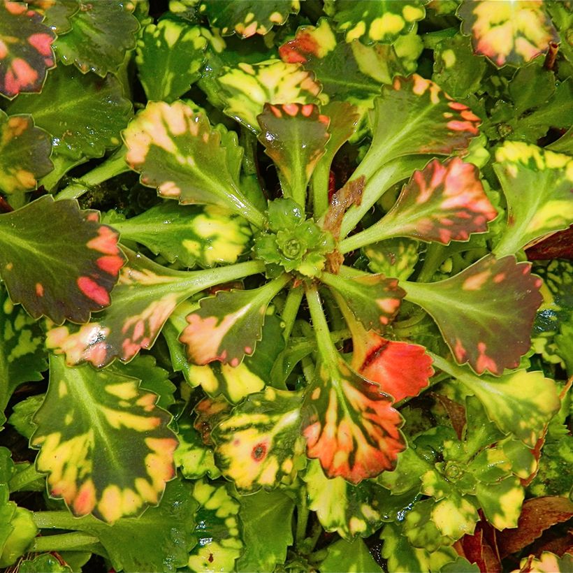Saxifraga urbium Aureopunctata - Saxífraga (Follaje)