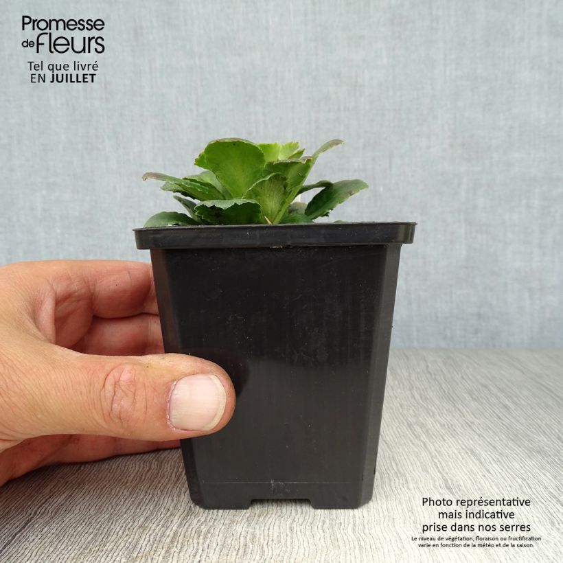 Ejemplar de Saxifraga urbium - Saxífraga Maceta de 8/9 cm entregado en verano