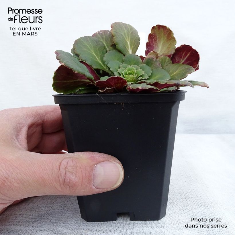 Saxifraga urbium - Saxífraga Maceta de 8/9 cm Ejemplar entregado en invierno