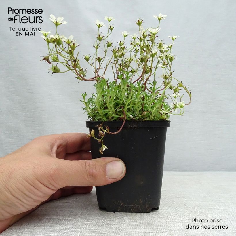 Saxifraga arendsii Pixie White - Saxífraga Maceta de 8/9 cm Ejemplar entregado en la primavera