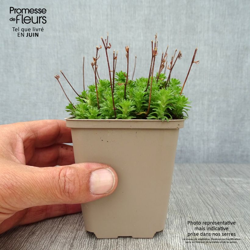 Ejemplar de Saxifraga arendsii Pixie White - Saxífraga Maceta de 8/9 cm entregado en verano