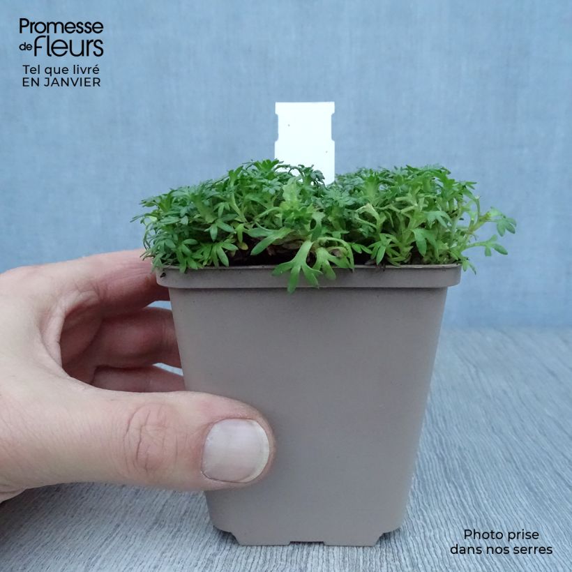 Saxifraga arendsii Pixie White - Saxífraga Maceta de 8/9 cm Ejemplar entregado en invierno