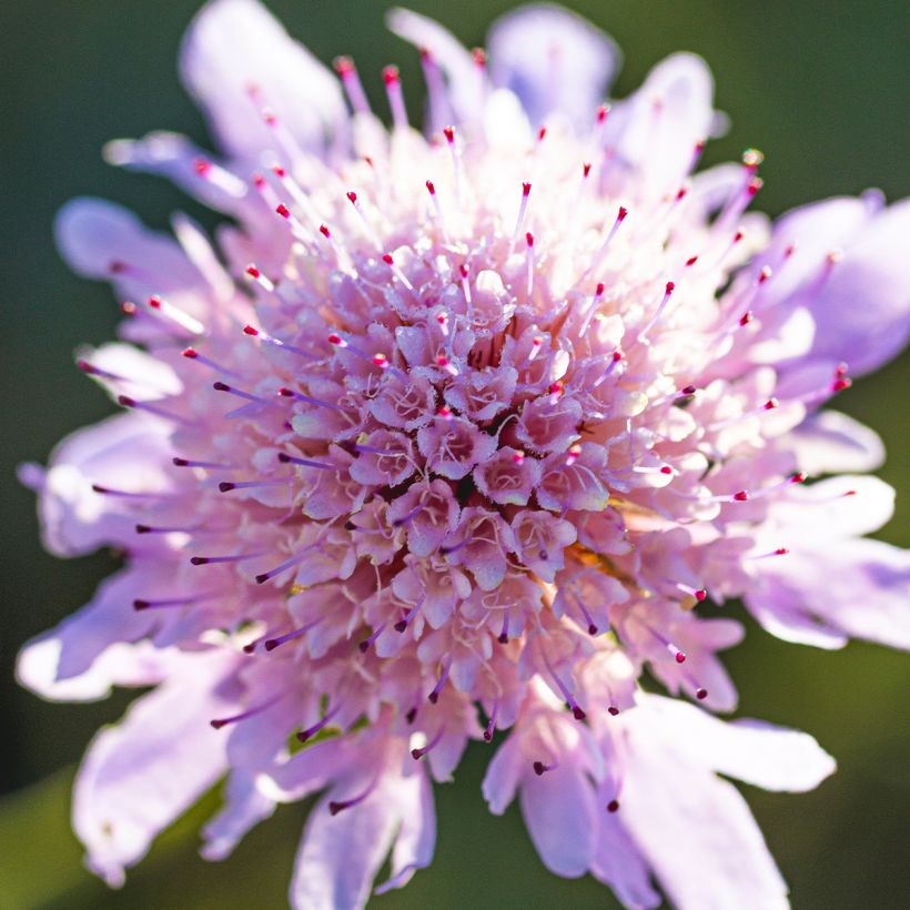 Scabiosa columbaria var. nana Pincushion Pink - Escabiosa (Floración)