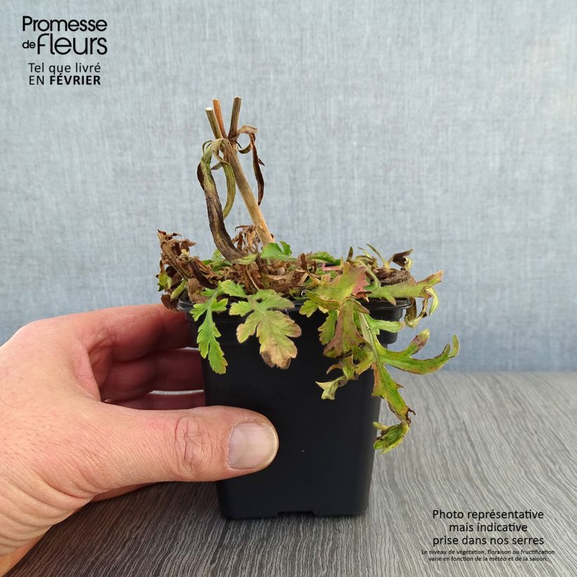 Scabiosa columbaria Butterfly Blue - Escabiosa Maceta de 7/8 cm Ejemplar entregado en invierno