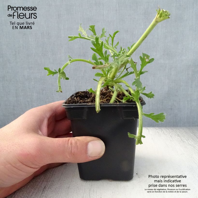 Scabiosa columbaria Butterfly Blue - Escabiosa Maceta de 7/8 cm Ejemplar entregado en la primavera