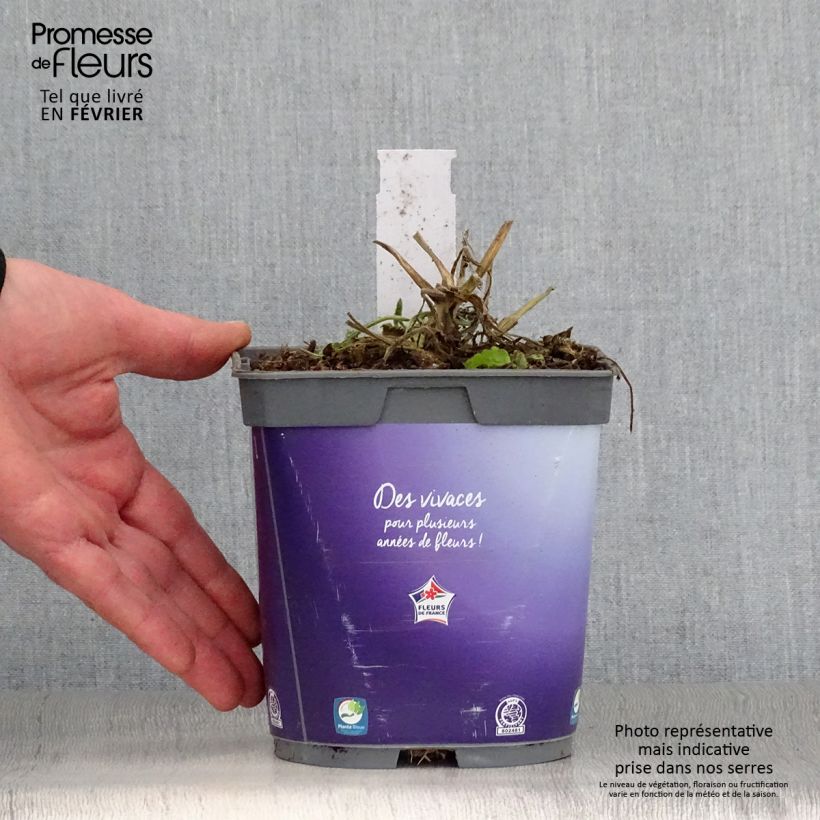 Scabiosa columbaria Butterfly Blue - Escabiosa Maceta 2L/3L Ejemplar entregado en invierno