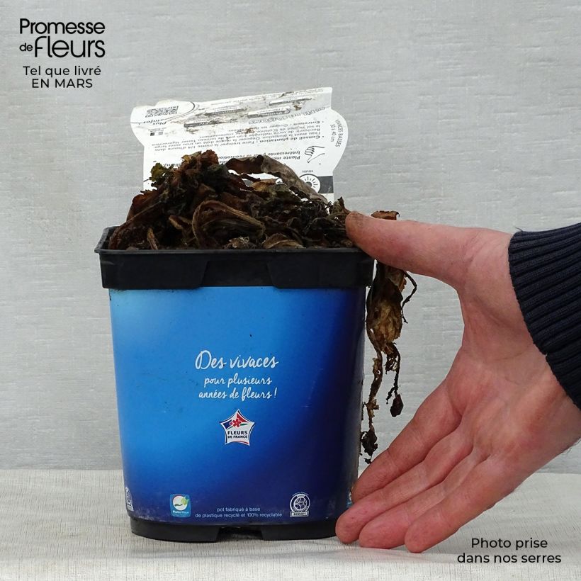 Scabiosa columbaria Butterfly Blue - Escabiosa Maceta 2L/3L Ejemplar entregado en la primavera