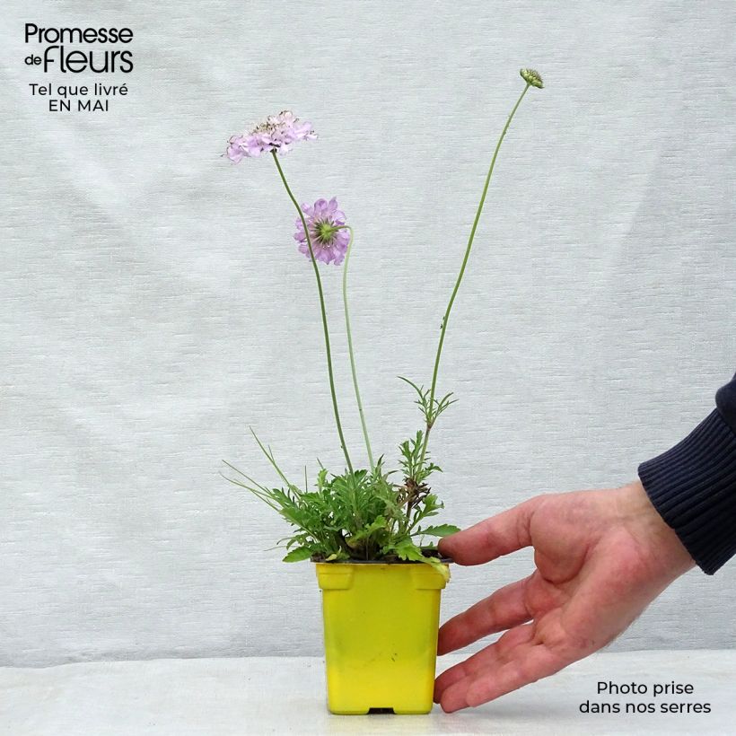 Scabiosa columbaria Pink Mist - Escabiosa Maceta de 7/8 cm Ejemplar entregado en la primavera