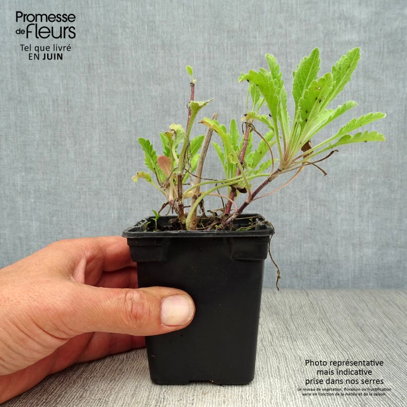 Ejemplar de Scabiosa columbaria Pink Mist - Escabiosa Maceta de 7/8 cm entregado en verano