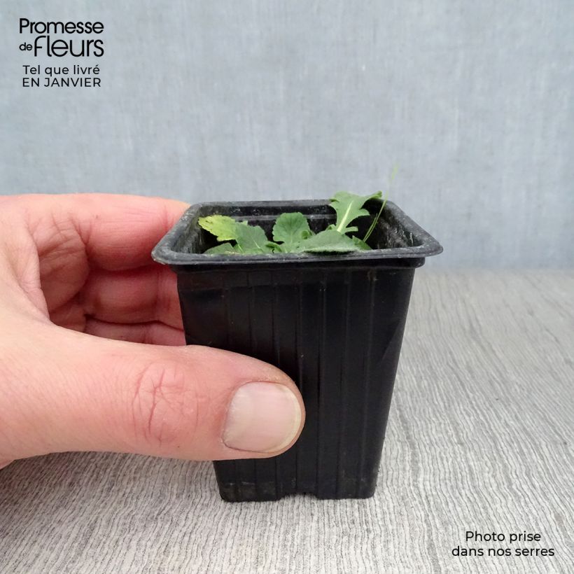 Scabiosa columbaria Pink Mist - Escabiosa Maceta de 7/8 cm Ejemplar entregado en invierno