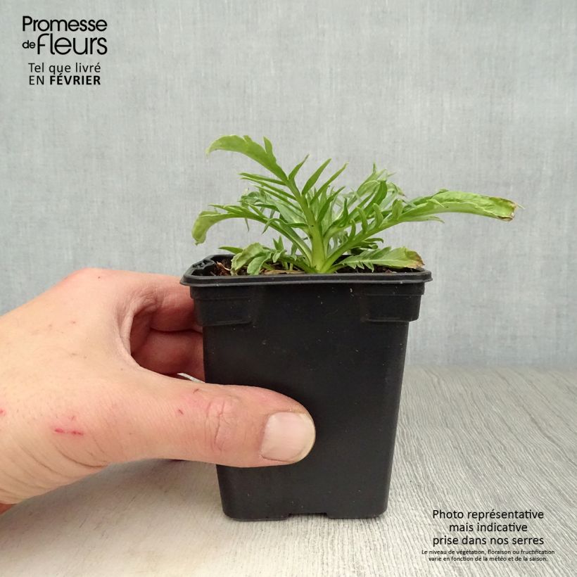 Scabiosa caucasica Alba - Escabiosa Maceta de 7/8 cm Ejemplar entregado en invierno