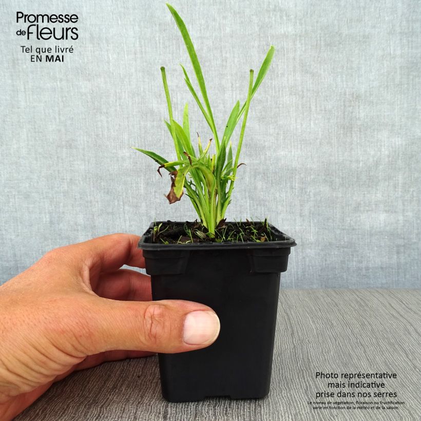 Scabiosa caucasica Alba - Escabiosa Maceta de 7/8 cm Ejemplar entregado en la primavera