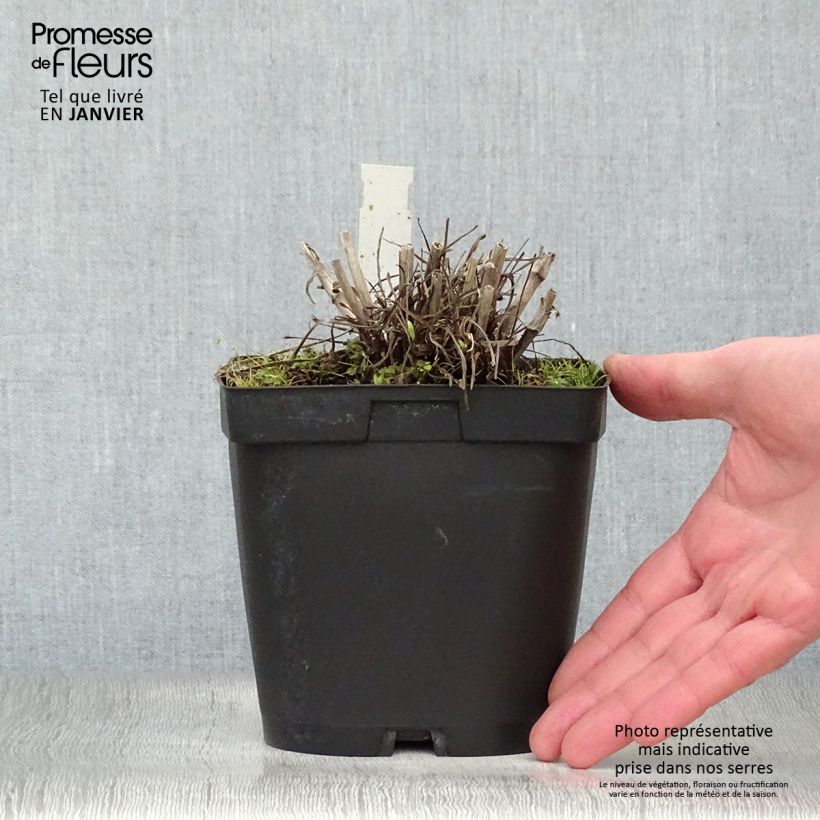 Scabiosa caucasica Alba - Escabiosa Maceta 2L/3L Ejemplar entregado en invierno