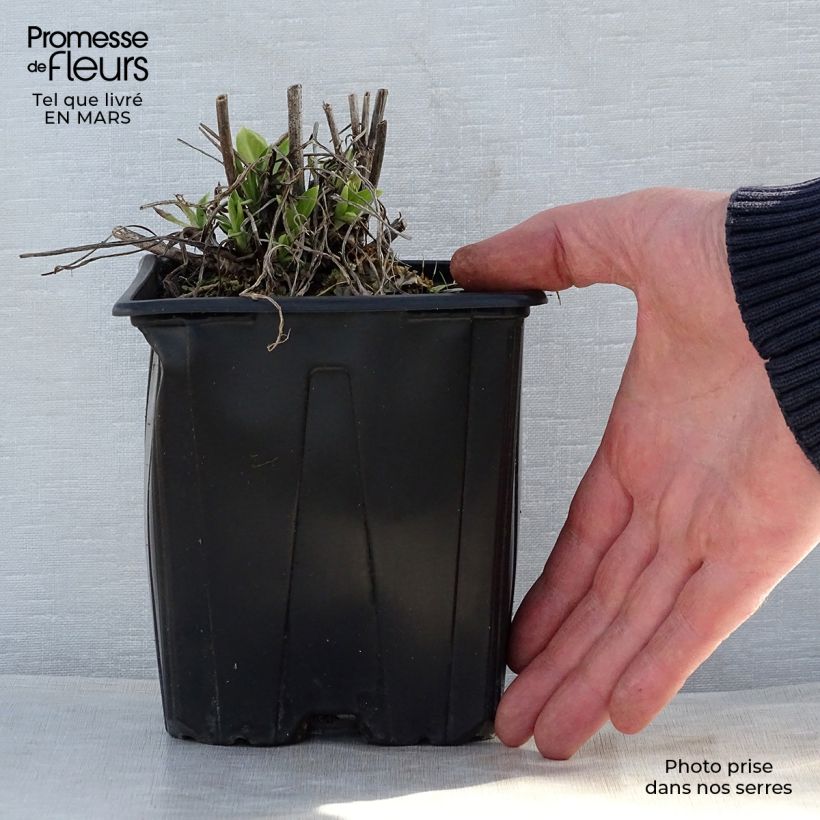 Scabiosa caucasica Alba - Escabiosa Maceta 2L/3L Ejemplar entregado en la primavera