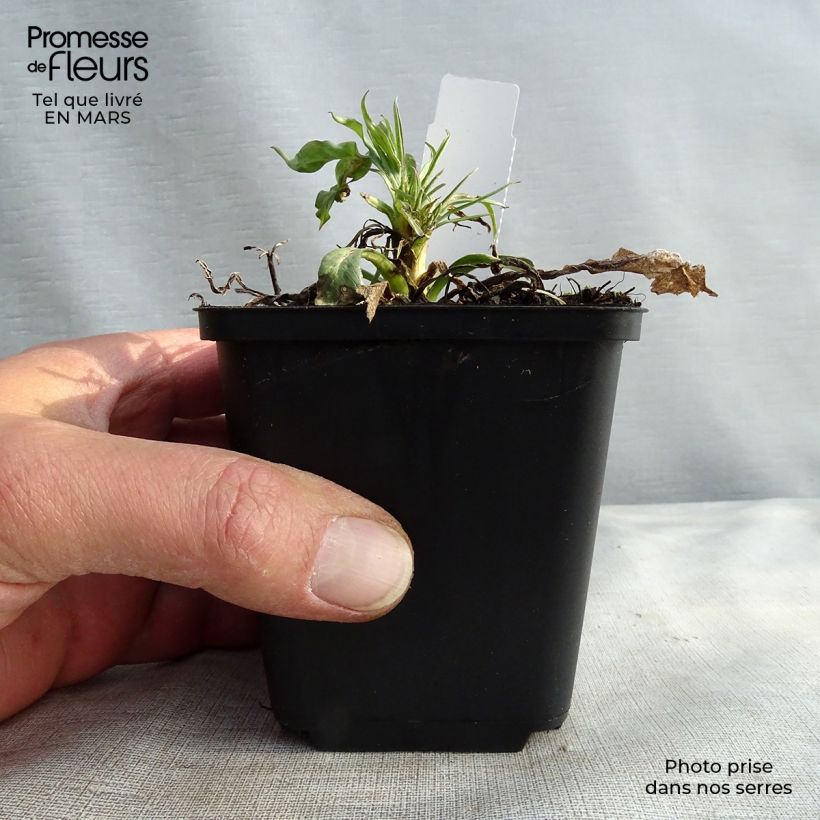 Scabiosa caucasica Fama - Escabiosa Maceta de 8/9 cm Ejemplar entregado en invierno