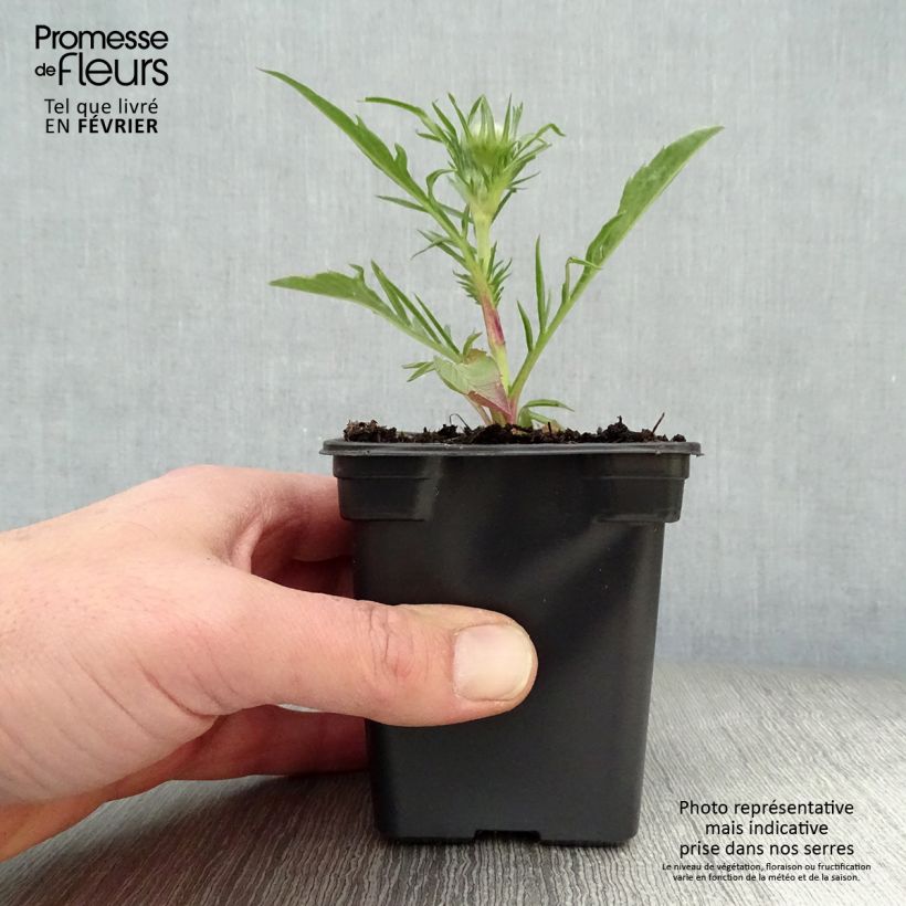 Scabiosa caucasica Perfecta - Escabiosa Maceta de 7/8 cm Ejemplar entregado en invierno