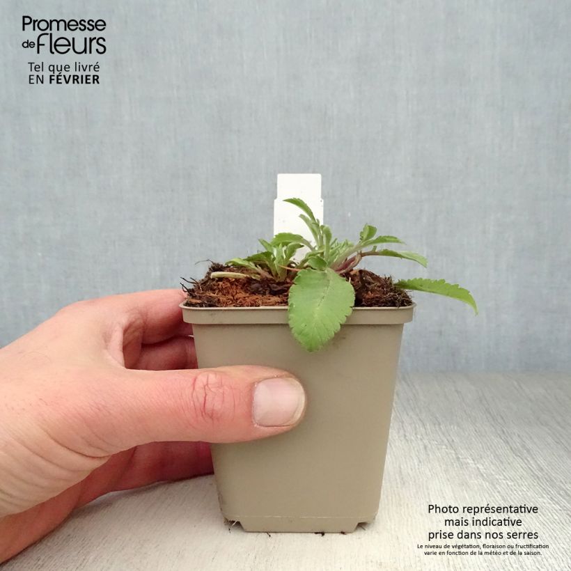 Scabiosa ochroleuca - Crema de alfileteros Maceta de 8/9 cm Ejemplar entregado en invierno