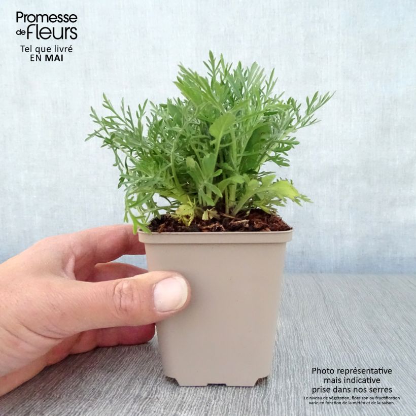 Scabiosa ochroleuca - Crema de alfileteros Maceta de 8/9 cm Ejemplar entregado en la primavera