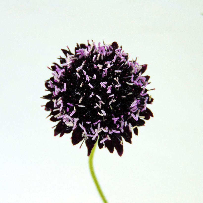 Scabiosa atropurpurea Chile Black (Floración)