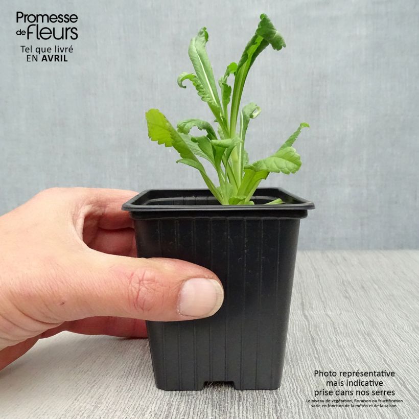 Scabiosa atropurpurea Chile Black Maceta de 7/8 cm Ejemplar entregado en la primavera