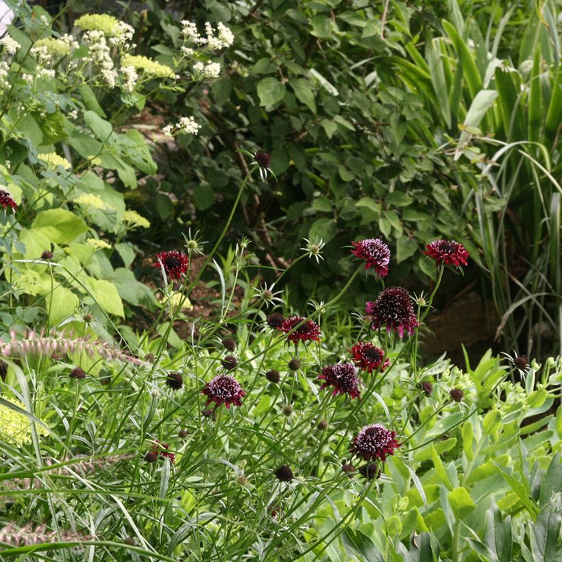 Scabiosa atropurpurea Chile Black (Porte)