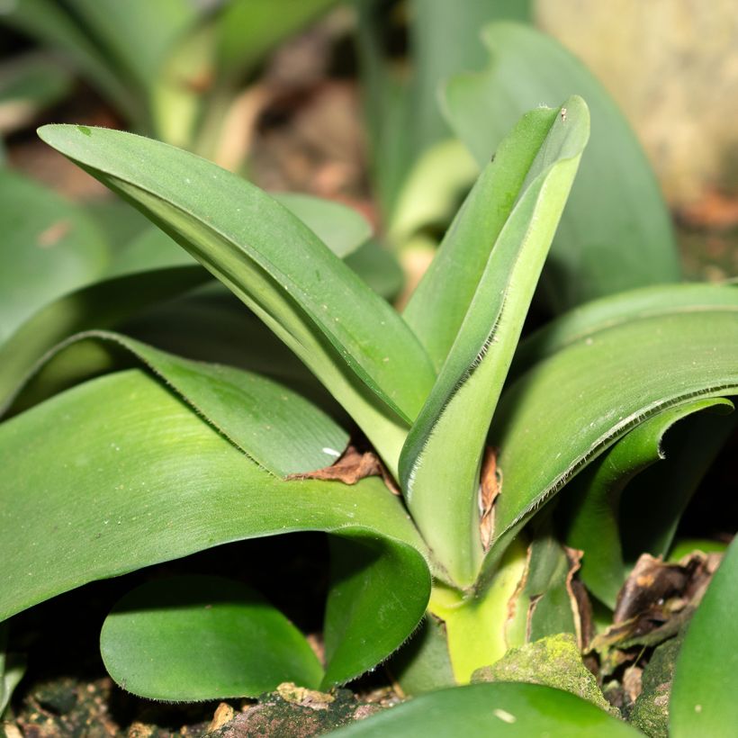 Scadoxus o haemanthus albiflos - Flor de sangre (Follaje)
