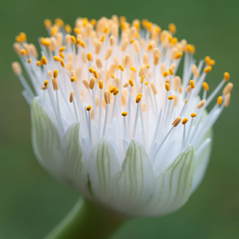 Scadoxus o haemanthus albiflos - Flor de sangre (Floración)