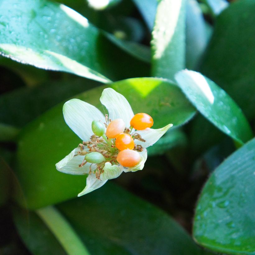 Scadoxus o haemanthus albiflos - Flor de sangre (Cosecha)