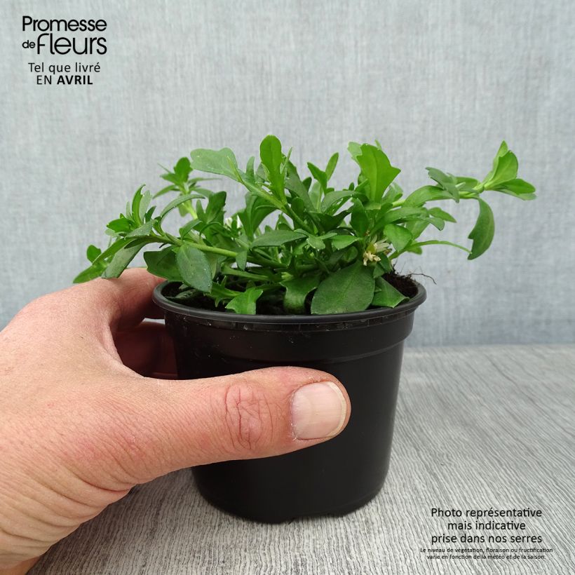 Scaevola aemula Surdiva Blanc Maceta de 8/9 cm Ejemplar entregado en la primavera