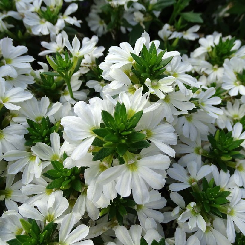 Scaevola aemula Surdiva Blanc (Floración)