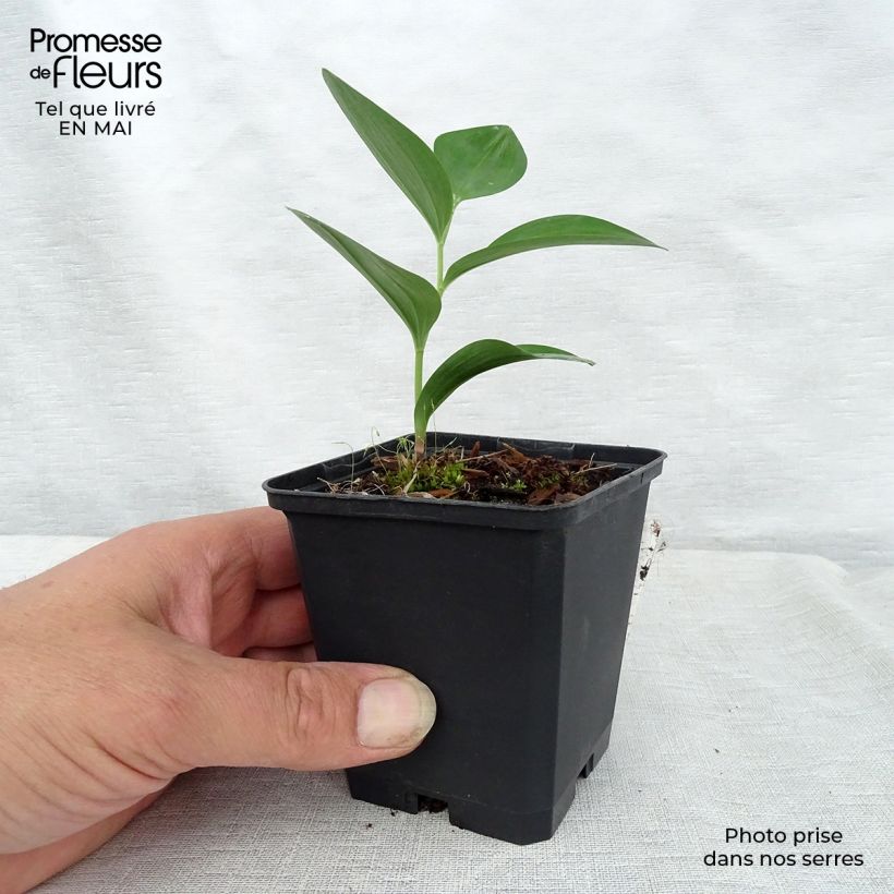 Polygonatum commutatum Maceta de 8/9 cm Ejemplar entregado en la primavera