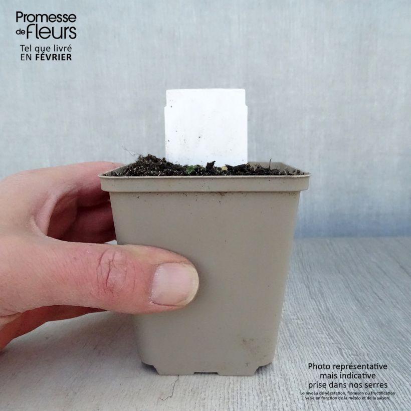 Polygonatum multiflorum - Sello de Salomón Maceta de 8/9 cm Ejemplar entregado en invierno