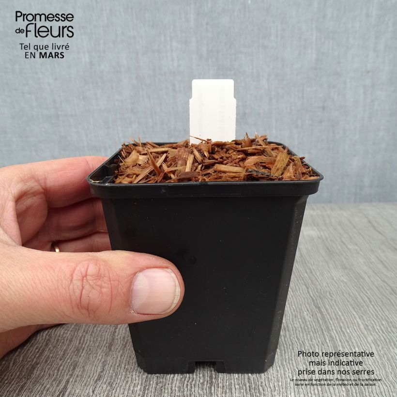 Polygonatum odoratum - Sello de Salomón Maceta de 8/9 cm Ejemplar entregado en invierno