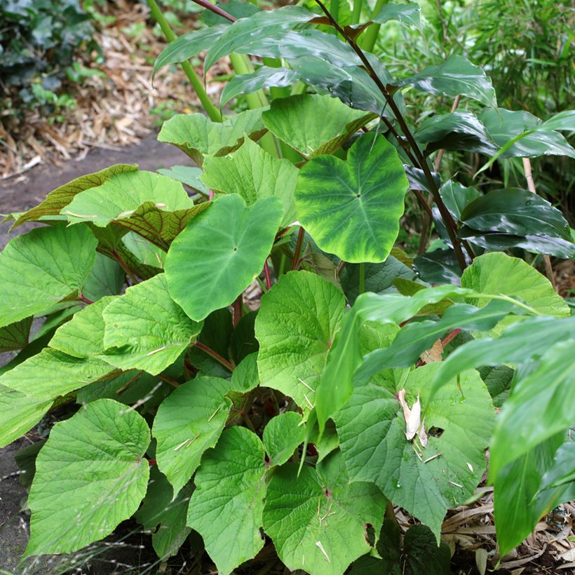 Begonia x grandis Torsa (Porte)