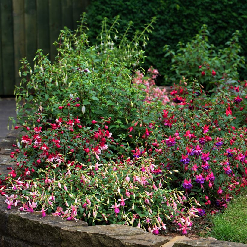 Fucsia Tom Thumb (Porte)