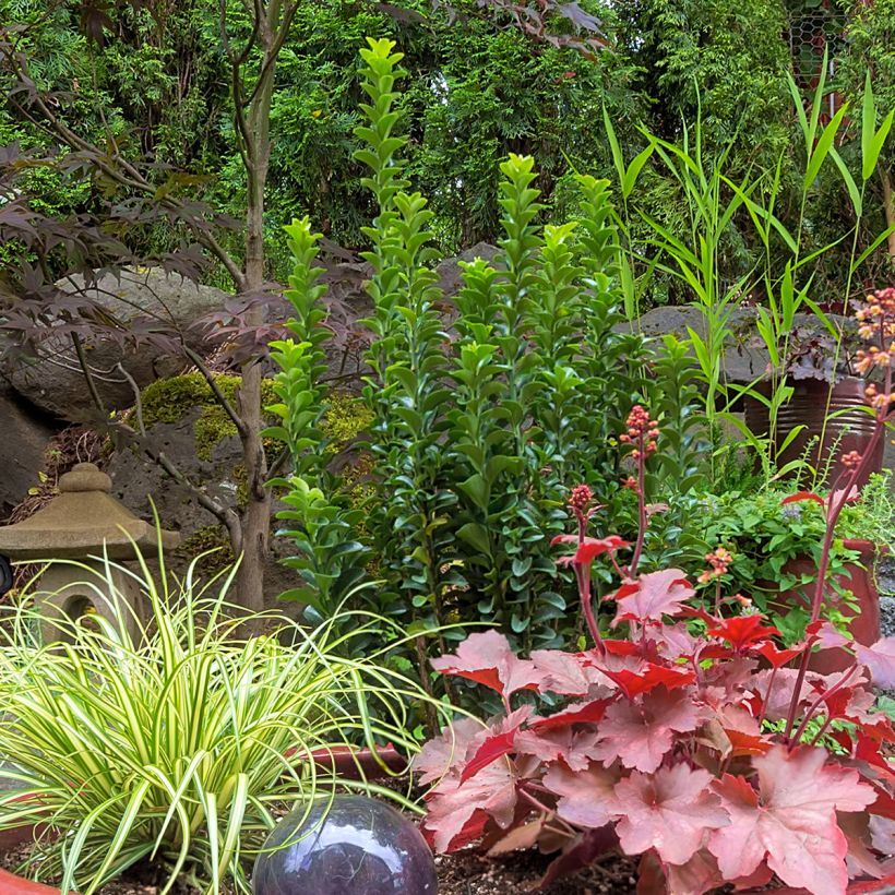 Evónimo Green Spire - Euonymus japonicus (Porte)