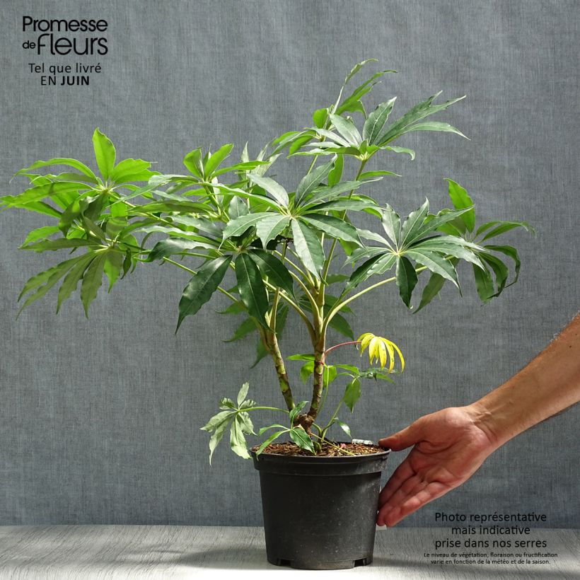 Ejemplar de Schefflera taiwaniana Maceta 2L/3L entregado en verano
