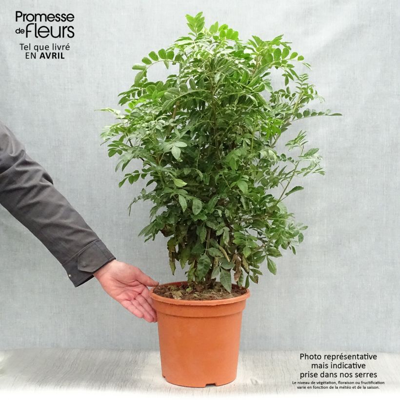 Schinus terebinthifolius - Pimentero del Brasil Maceta 7,5L/10L Ejemplar entregado en la primavera